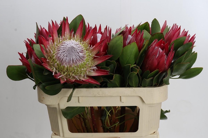 Protea Cynaroides Madiba