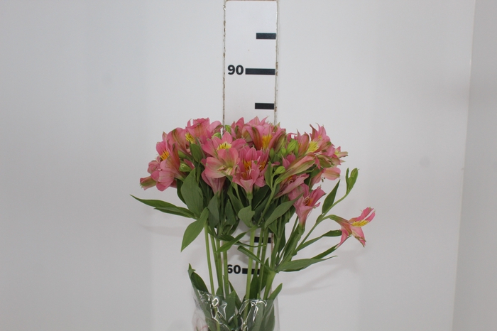 <h4>ALSTROEMERIA MODENA 080 CM</h4>