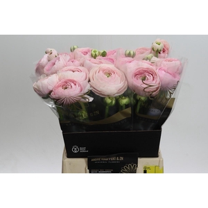 Ranunculus asiaticus Success Favola