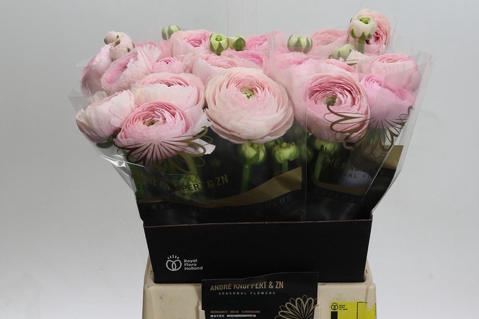 <h4>Ranunculus asiaticus Success Favola</h4>