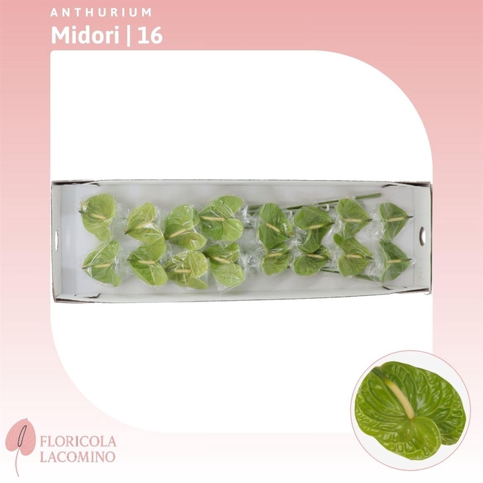 <h4>Anthurium Midori</h4>