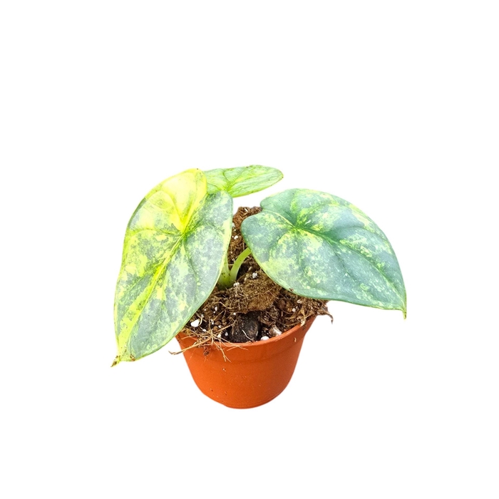 <h4>Alocasia</h4>
