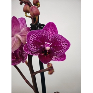 Phalaenopsis overig