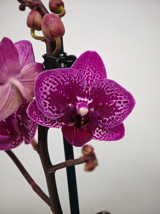 <h4>Phalaenopsis overig</h4>