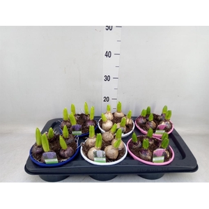 Hyacinthus orie.   ...mix 3