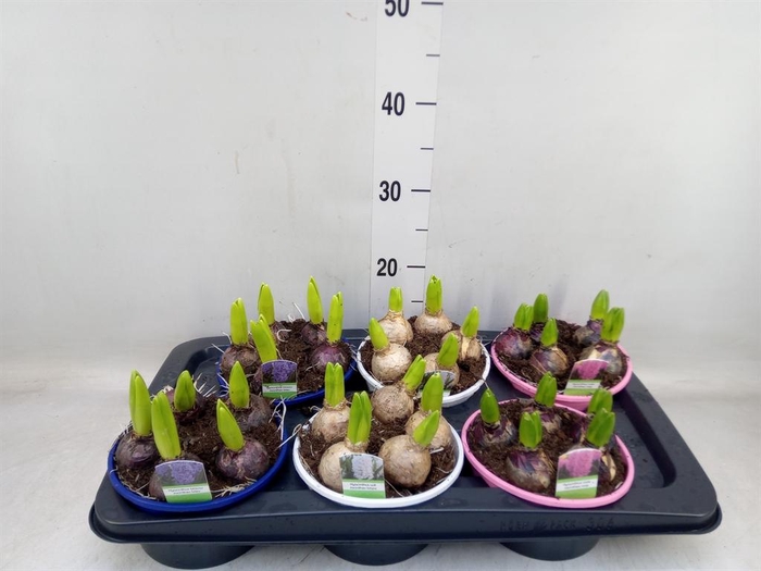 <h4>Hyacinthus orie.   ...mix 3</h4>