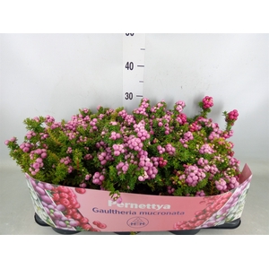 Gaultheria mucronata