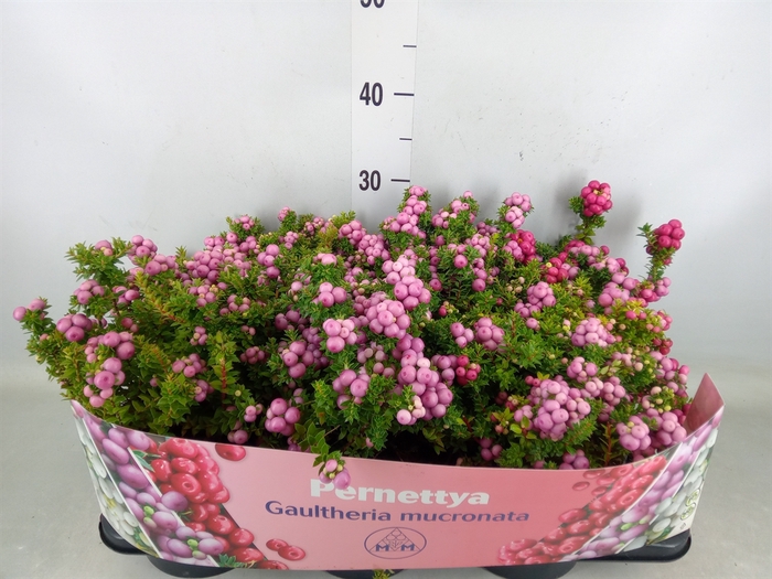 <h4>Gaultheria mucronata</h4>