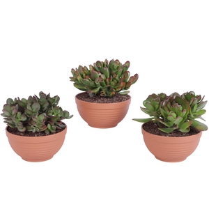 Crassula mix in Ø17cm schaal