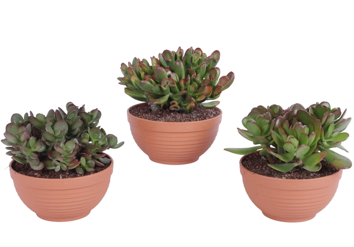 <h4>Crassula mix in Ø17cm schaal</h4>