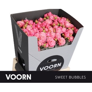 R Tr Sweet Bubbles Voorn