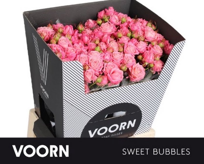 <h4>R Tr Sweet Bubbles Voorn</h4>