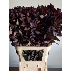 COTI C ROYAL PURPLE
