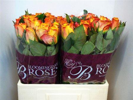 <h4>R Gr Marie-claire!</h4>