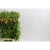 Fritillaria Imperialis Orange Sweet