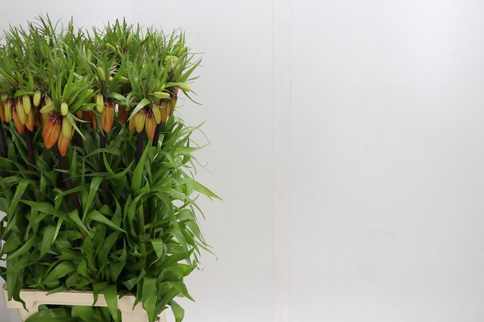 <h4>Fritillaria Imperialis Orange Sweet</h4>
