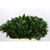 Ruscus aculeatus   ...groot blad