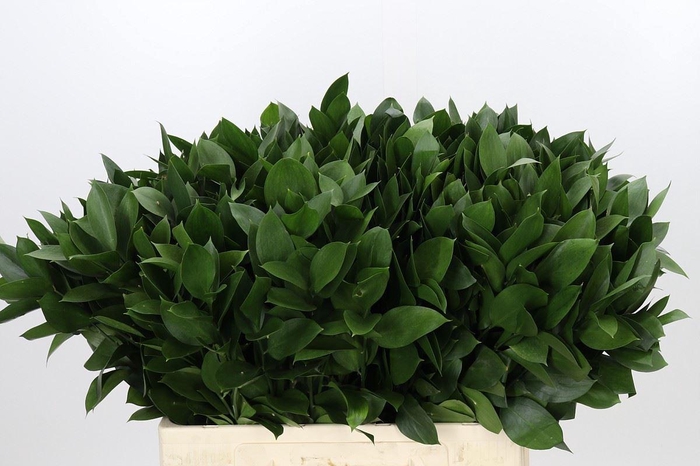 Ruscus aculeatus   ...groot blad