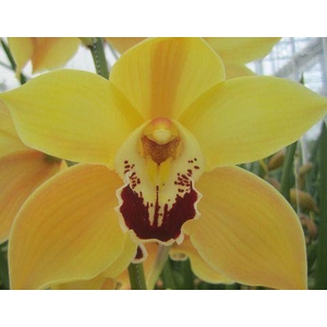 CYMB T COOKSBRIDGE x10.