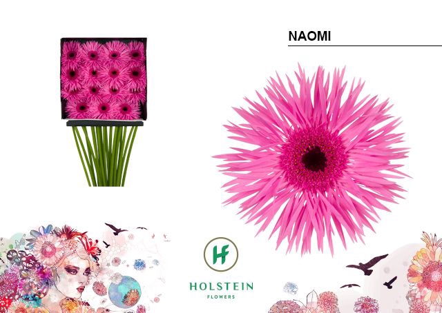 <h4>Gerbera Spider Naomi Diamond per kaart</h4>
