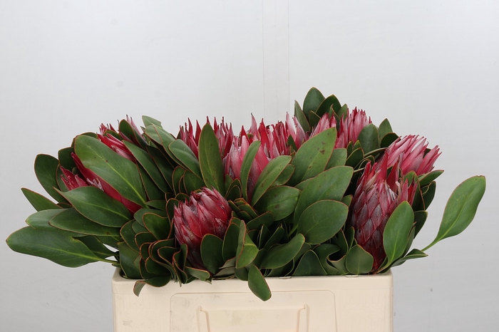 <h4>Protea Cynaroides Madiba</h4>