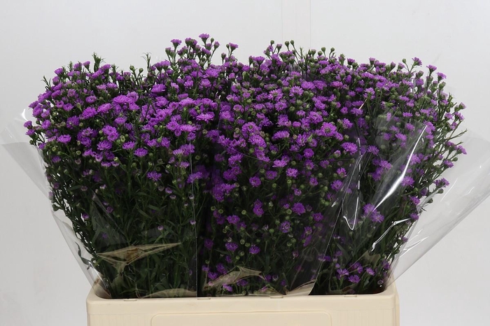 <h4>Aster Baby Pink</h4>