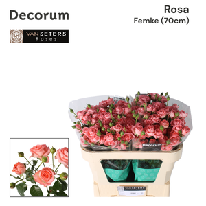 R TR FEMKE 70 cm