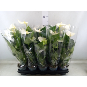 Anthurium  'Karma White'