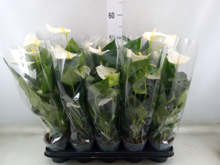 <h4>Anthurium  'Karma White'</h4>