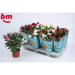 Rosa Beau Monde gemengd 10,5 cm