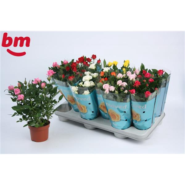 <h4>Rosa Beau Monde gemengd 10,5 cm</h4>