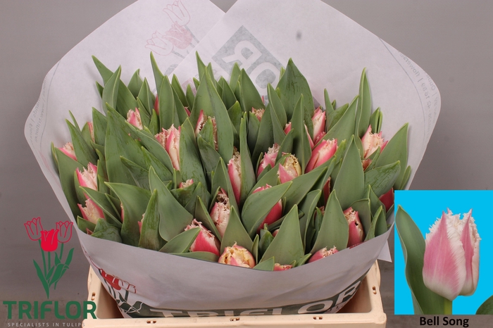 <h4>TU FR BELL SONG</h4>