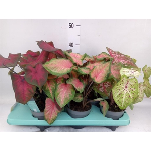 Caladium   ...mix