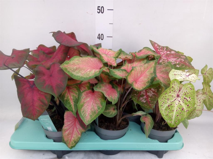 <h4>Caladium   ...mix</h4>