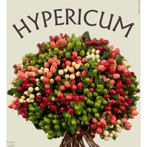 HYPERICUM MAGICAL ASSORTED