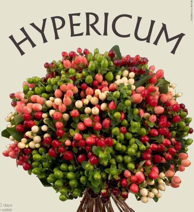 <h4>HYPERICUM MAGICAL ASSORTED</h4>