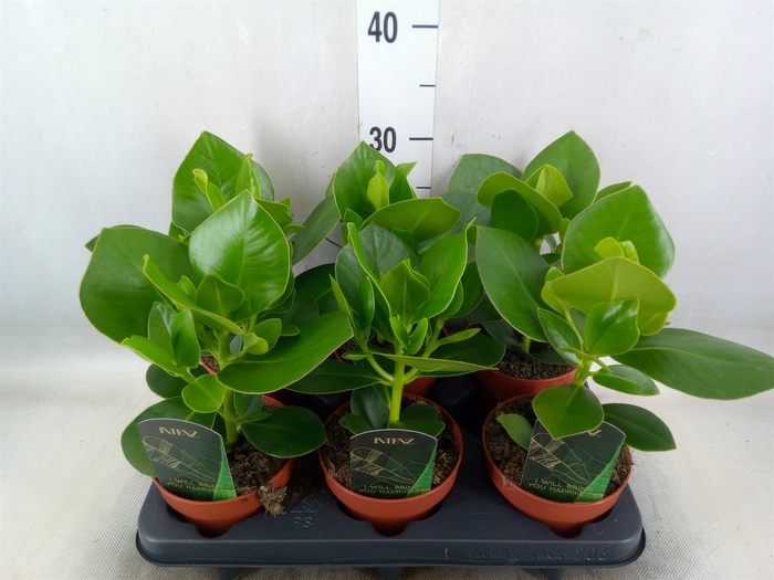 <h4>Clusia rosea 'Princess'</h4>