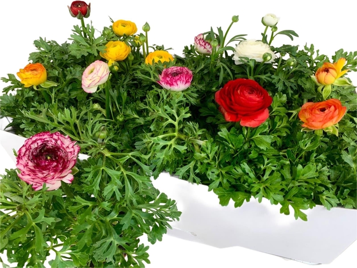 <h4>RANUN SPRINK GEM</h4>