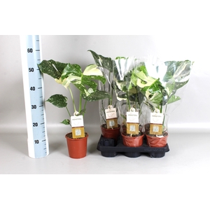 MONSTERA DEL VARIEGA