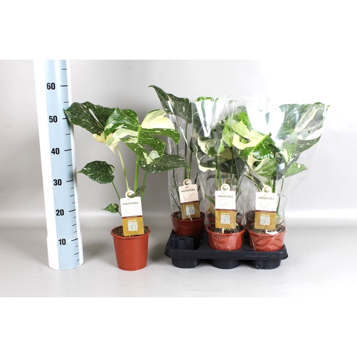 <h4>MONSTERA DEL VARIEGA</h4>