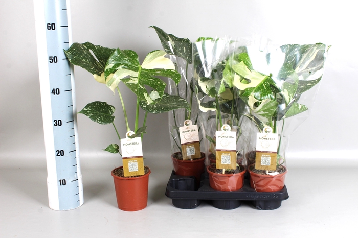 <h4>MONSTERA DEL VARIEGA</h4>