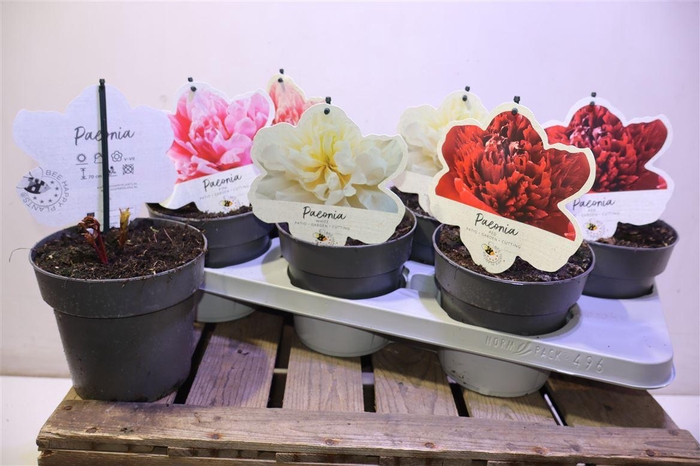 <h4>arr8 Paeonia L Gem</h4>