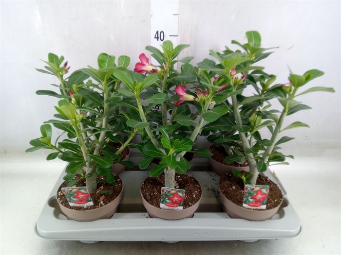 <h4>Adenium obesum 'Anouk'</h4>