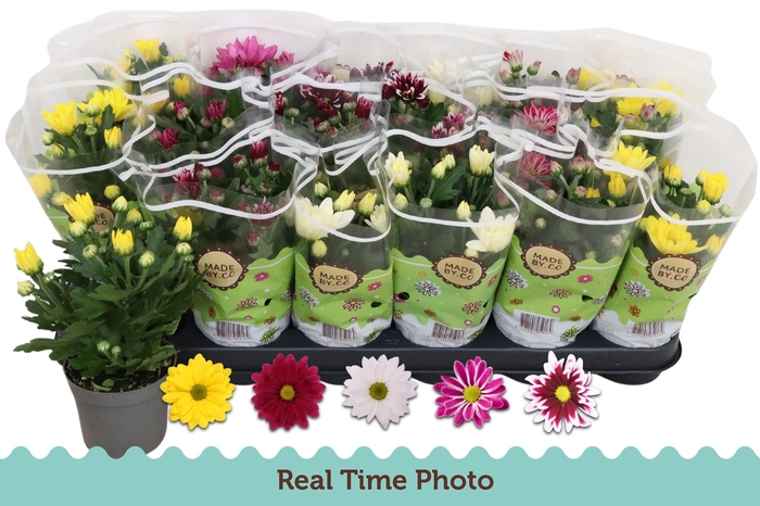 <h4>CHRYS GEM 5 KL</h4>