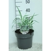 Arundo Donax Variegata