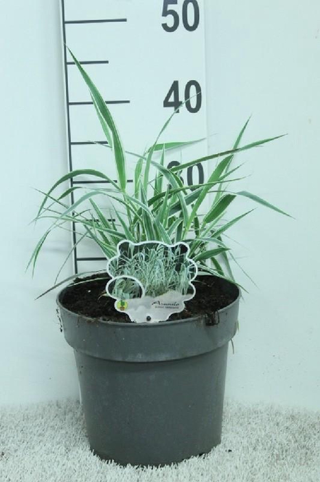 Arundo Donax Variegata