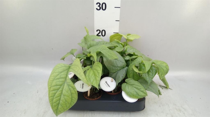 <h4>Monstera ...</h4>