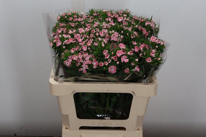 <h4>Di Barb (ex) Roze/white X60</h4>