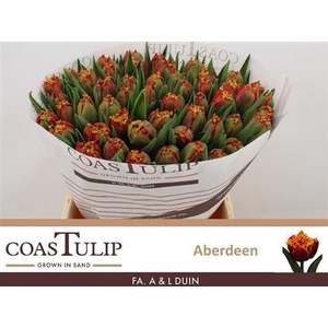 Tu [coas] Fr Aberdeen