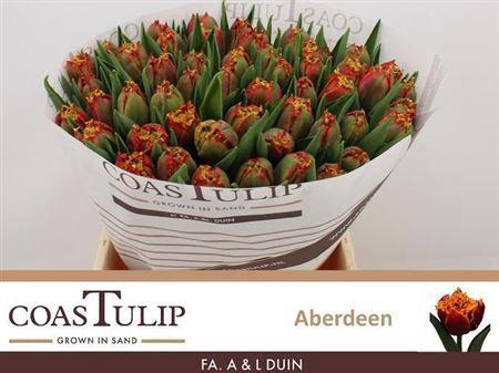 <h4>Tu [coas] Fr Aberdeen</h4>